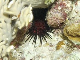 IMG 3815 Reef Urchin